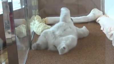 baby bear