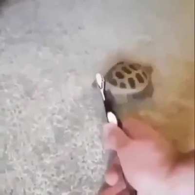 UwU