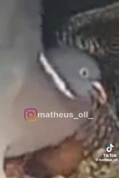 Uma verdadeira briga de dinossauros