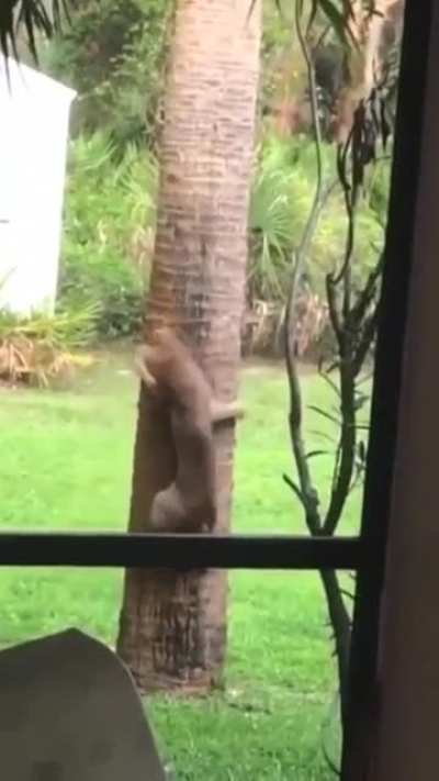 Young cougar and a squirrel playing tag