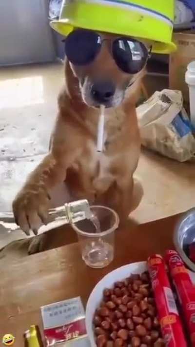 Grande chef&atilde;o 
