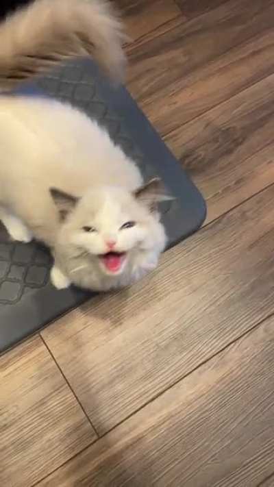 Kitty is hungry 😺