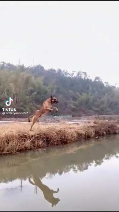 Belgian malinois jumps over the entire river.