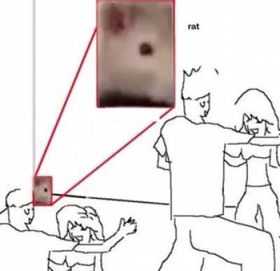 rat