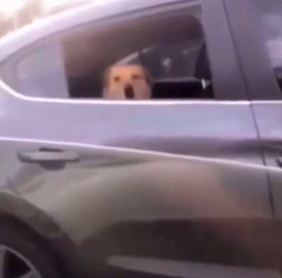 This is the most wholesome videos on earth