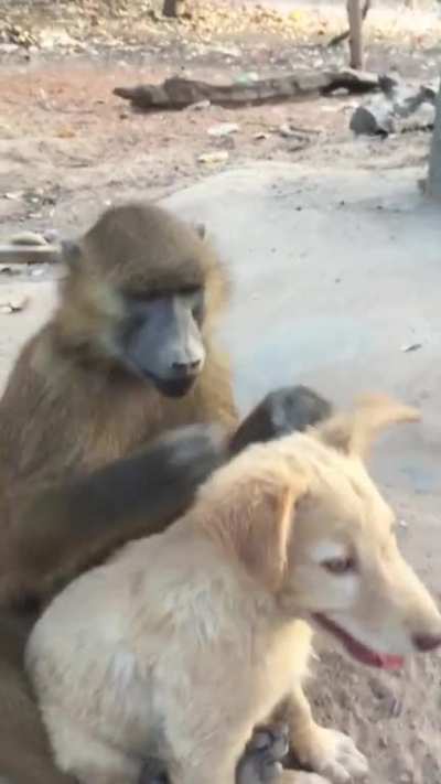 This baboon is helping his dog friend to get rid of bugs.