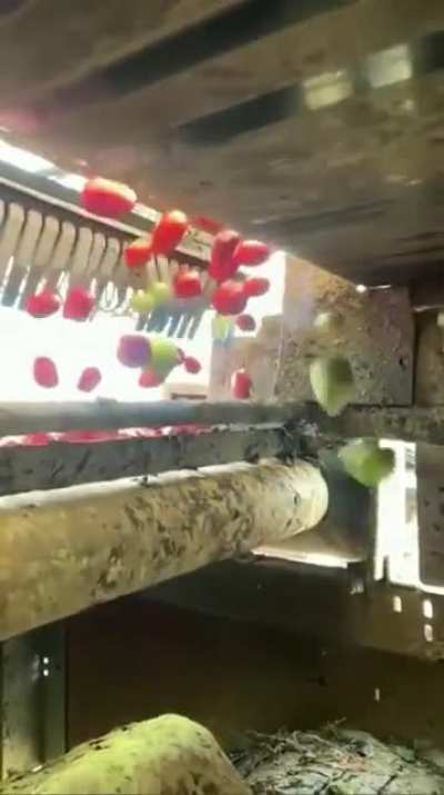 Tomato sorter