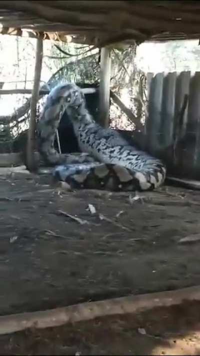 🐍🫣