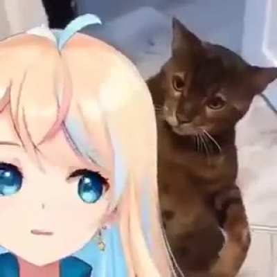 Dude cats are mean