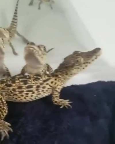 Smol Laser Dinos