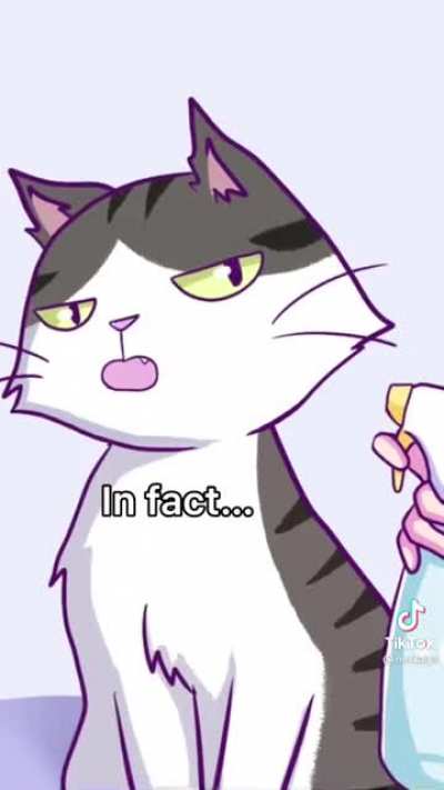 sassy cat