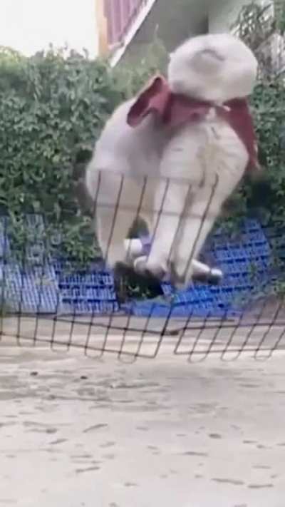 If miscatculating the jump is not enough.....