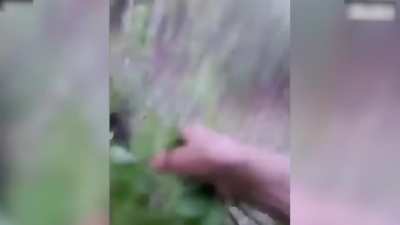 Guy Kicks Bear From Behind, Immediately Regrets It