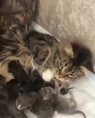 Yawn