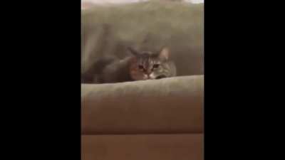 Meow