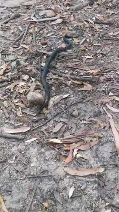 This is an older video but it's still good at demonstrating the effectiveness of standing still when faced with a wild snake.