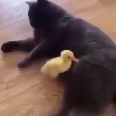 "I said... I'm not your mother!" 😂😂 (sound on)