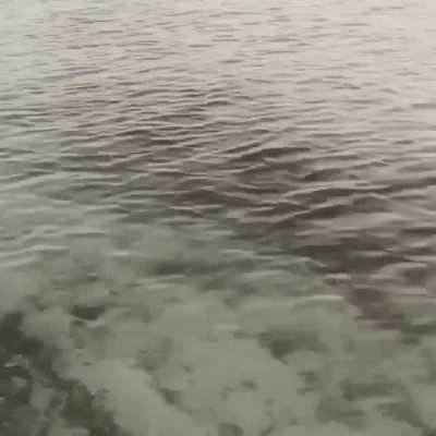 Tiny hammerhead