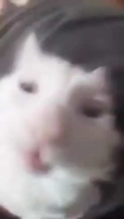 Sus