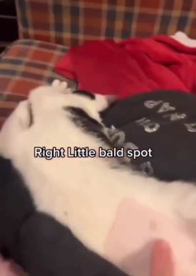 Cursed_bald_kitty