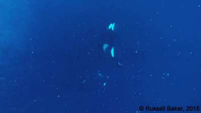 A human was swimming in the water to record this