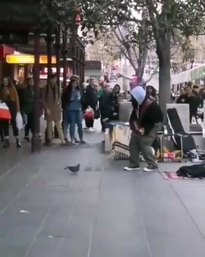 Pigeon dancing to a street artists music
