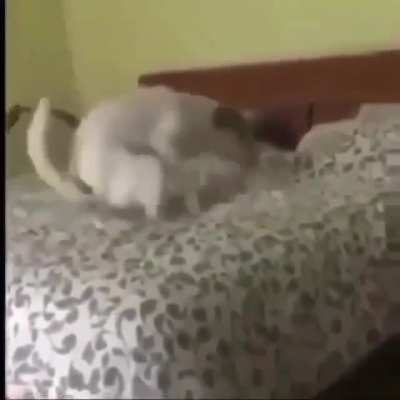 Perro