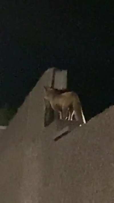 Went on a night walk and saw this cutie little fox 🥺 is this a baby fox, or a smaller race of fox?