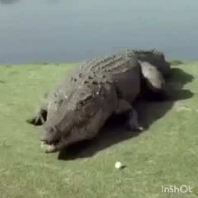 hola