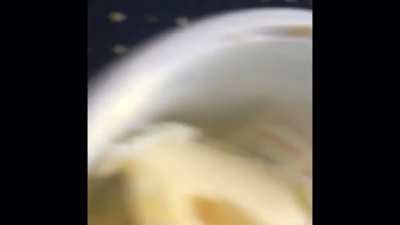 Mmm buttered cat