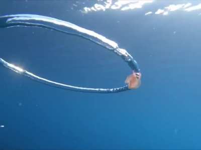 Spinning Jellyfish