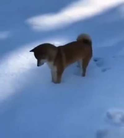 Shiba thinks they&rsquo;re a fox!