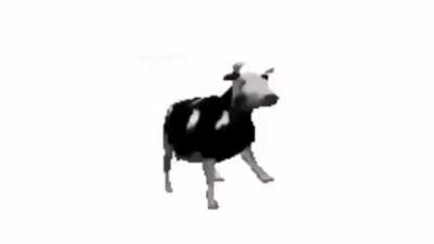 Vaca bien fresca importada de Polonia 😎