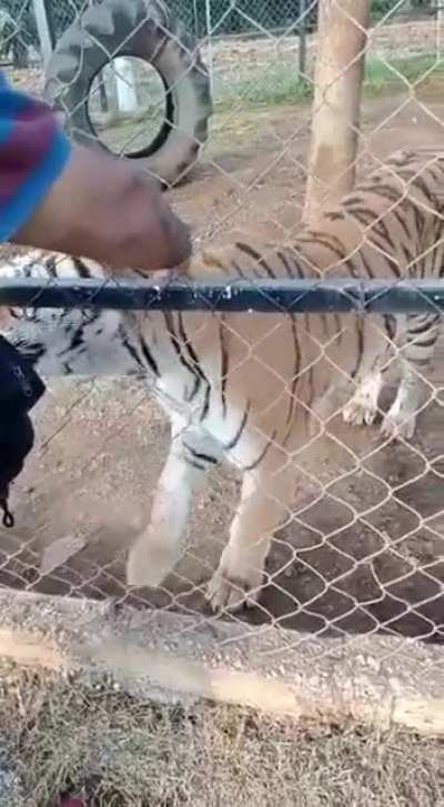 Guess He missed the "do not stick your hand through the fence" sign 