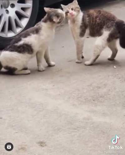 We love cats