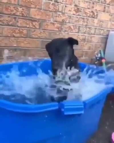 sapo longo feliz