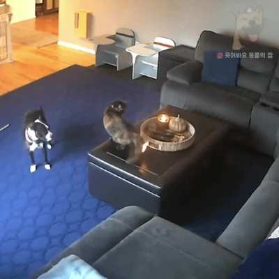 Cat plays with dog
