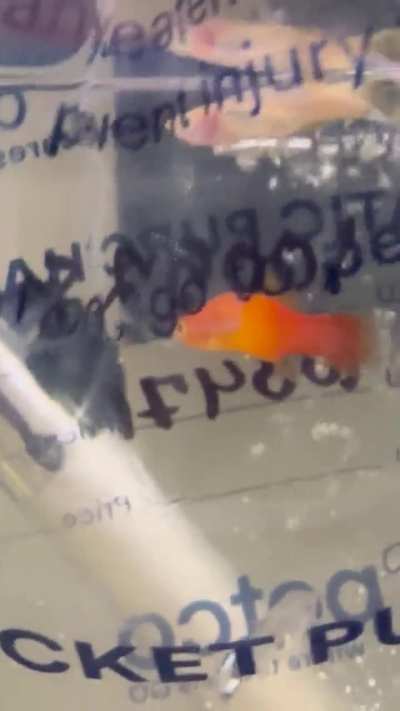 Petco said the orange guy was a male guppy but he doesn&rsquo;t look like my other male guppy&hellip;thoughts?