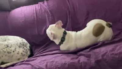 This is Ginny throwing a tantrum because her sister won&rsquo;t pay attention to her / play with her. I wish I had footage of the minute or so before this that was even more hilarious, but this will do. I told her to quit messing with her, but she&rsquo;s a stubborn 