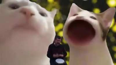 pop cat vibing cat