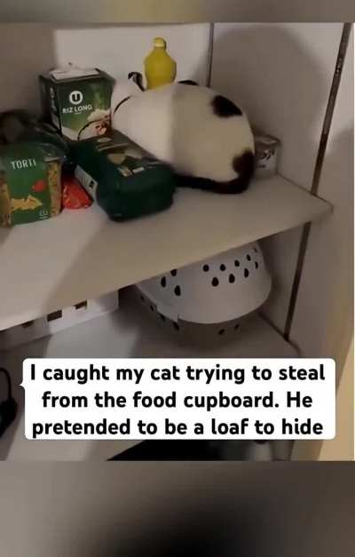 The cat turned himself to a loaf to hide 🥰