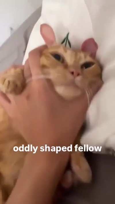 oddly shaped bongo