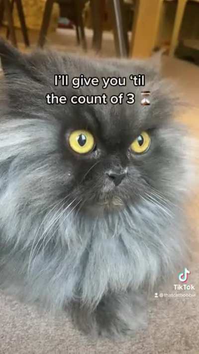 Cats be like.....