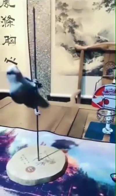 This Bird has some serious skills!