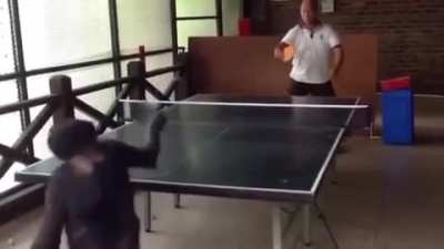 Этот шимпанзе может играть настольный теннис