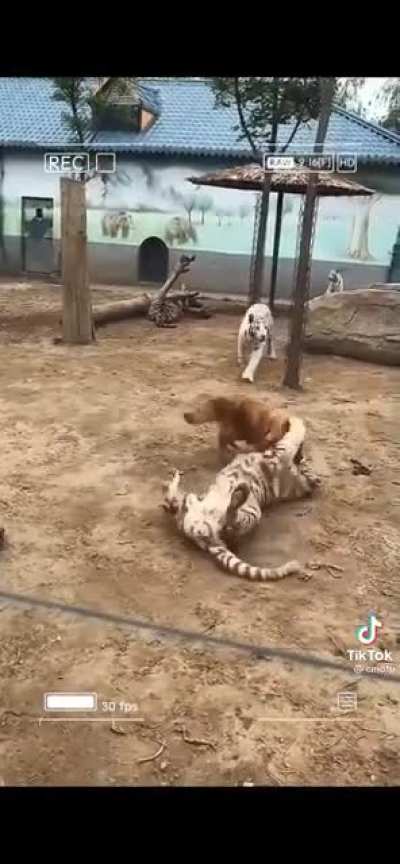 Doggos doing things