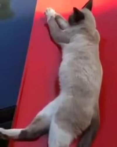 Relaxing boi