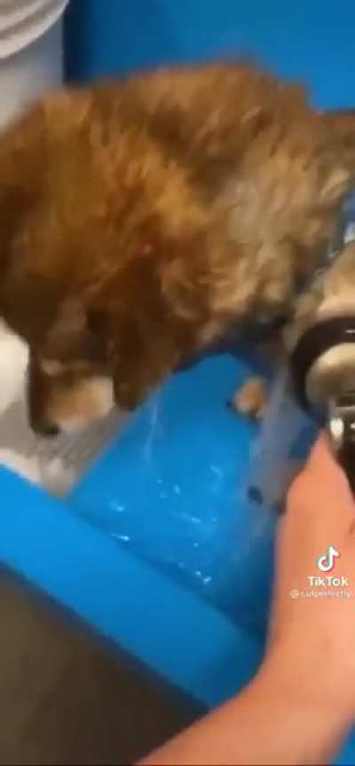 The Shiba be like: ...aA&Auml;&AElig;