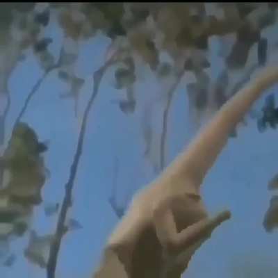 Jurassic dance