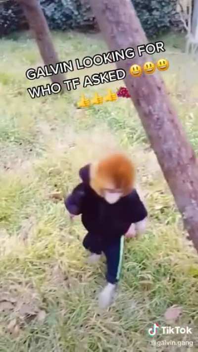 funny monke 🤠